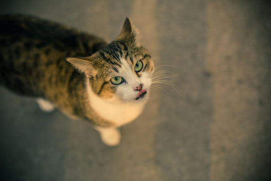 Katze mit grünen Augen leckt sich die Lippen