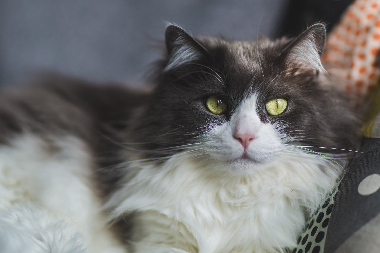 Majestätische Katze mit grünen Augen, entspannt liegend, ähnlich der beruhigenden Wirkung von Vitalpilzen und Heilpilzen in der Tiermedizin.