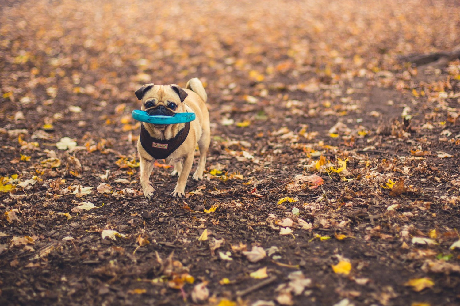 Aktiver Hund spielt mit einem Frisbee im Herbstlaub, ein Bild von Gesundheit und Vitalität, wie sie durch Vitalpilze und Heilpilze unterstützt wird.