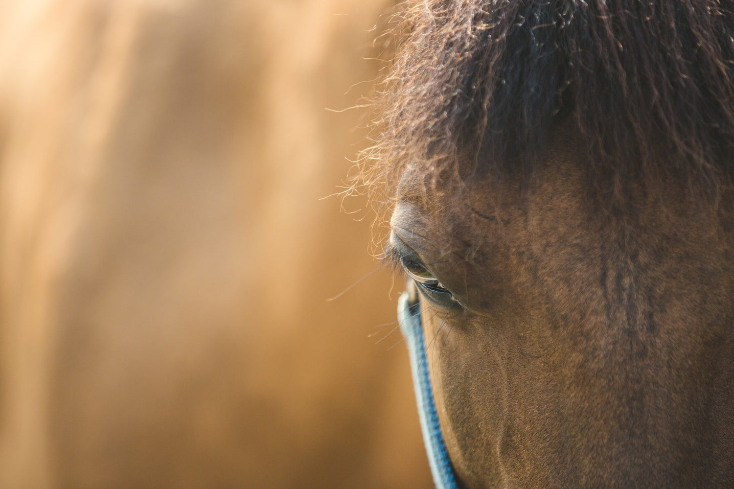 Detailaufnahme eines Pferdeauges, das die ruhige und sanfte Natur widerspiegelt, ähnlich der sanften Wirkung von Vitalpilzen und Heilpilzen in der Tierpflege.