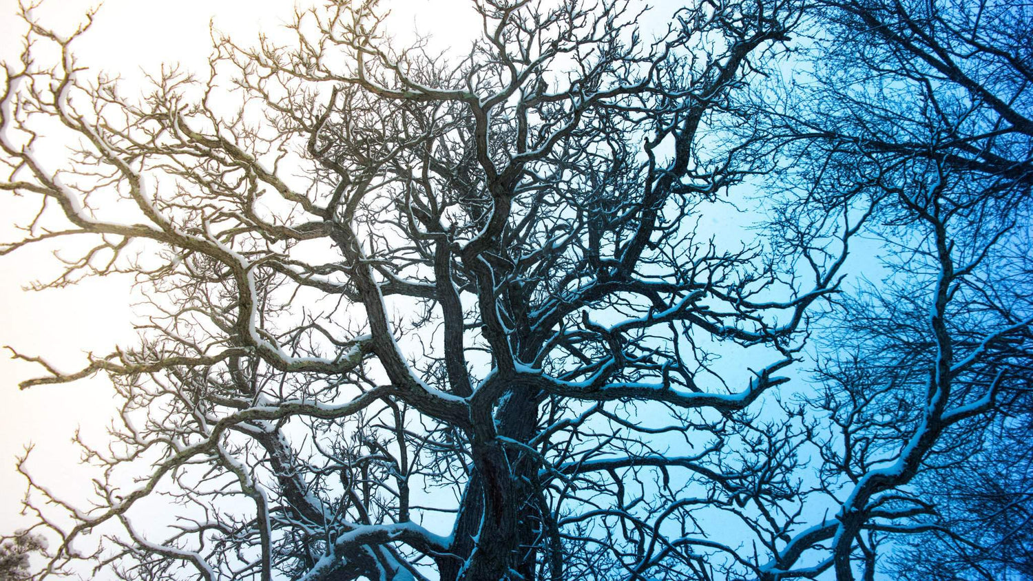 Ein verschneiter Baum im Winter, dessen komplexe Aststruktur an ein Myzel erinnert, symbolisch für das Netzwerk und die natürliche Kraft der Vitalpilze von Mycelium Pilzkraft GmbH. 