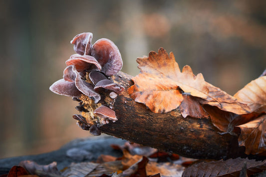 Auricularia-Pilze (Judasohr) wachsend an einem Baumstamm, geschätzt für ihre Stärkung der Immunabwehr, antioxidative Eigenschaften, Unterstützung bei der Wundheilung und Verbesserung der Blutzirkulation.