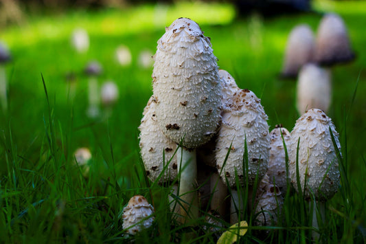 Schopftintling (Coprinus comatus) auf einer grünen Wiese, bekannt für seine Leber- und Verdauungsförderung, Blutzuckerregulation, und potenzielle Tumorhemmungseigenschaften.