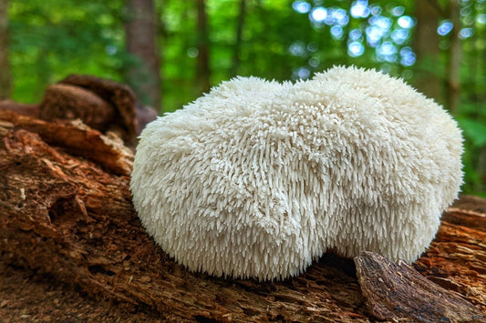 Frischer Hericium erinaceus am Baumstumpf, bekannt für Nervenregeneration und kognitive Unterstützung.