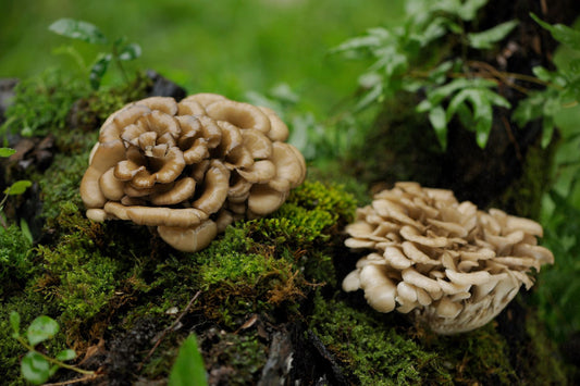 Maitake-Pilze in der Natur, bekannt für Stärkung des Immunsystems, Blutzucker- und Cholesterinregulierung.