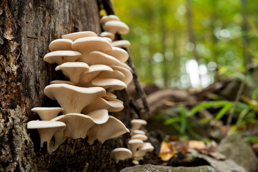 Frische Pleurotus ostreatus an einem Baum, bekannt für Immununterstützung, antioxidative Wirkung, Herzgesundheit, Cholesterinsenkung und Muskelförderung.