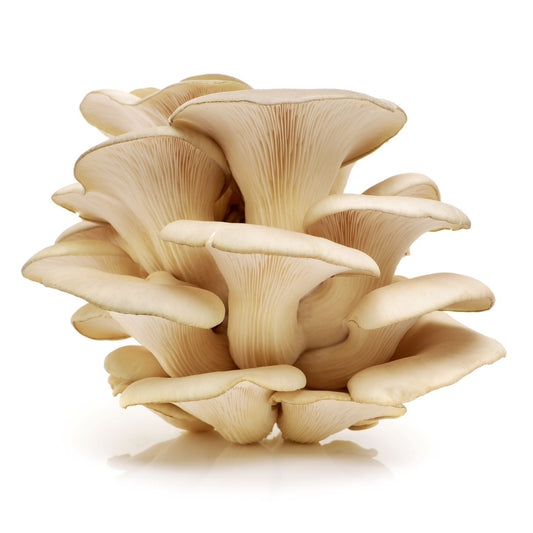 Frisch geernteter Pleurotus ostreatus vor weißem Hintergrund,  bekannt für Immununterstützung, antioxidative Wirkung, Herzgesundheit, Cholesterinsenkung und Muskelförderung.