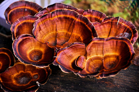 Reishi-Pilze am Baumstumpf, bekannt für ihre Stärkung des Immunsystems, Unterstützung der Lungenfunktion und Asthma-Linderung, sowie leberstärkende und entgiftende Eigenschaften.