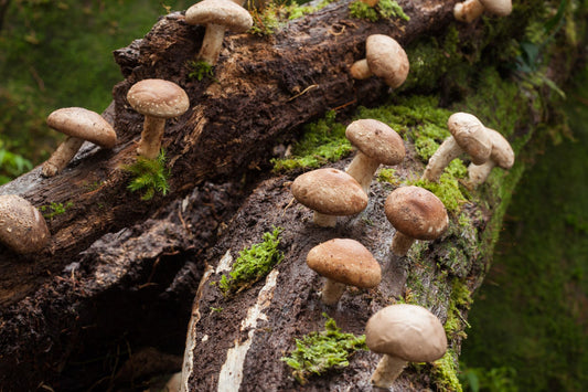 Frische Shiitake-Pilze am Baumstumpf, bekannt für ihre cholesterinsenkenden, immunstärkenden und antibakteriellen Eigenschaften sowie als Quelle von Vitamin D.